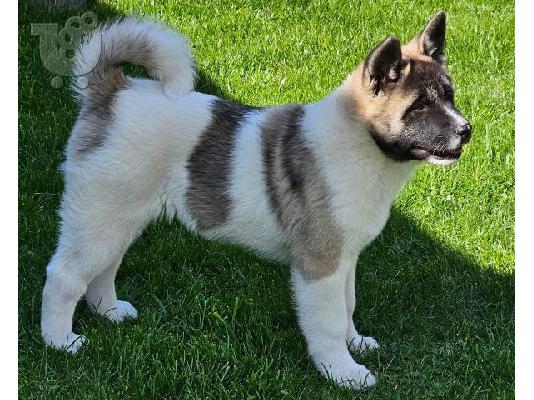 American Akita, υψηλής ποιότητας κουτάβια